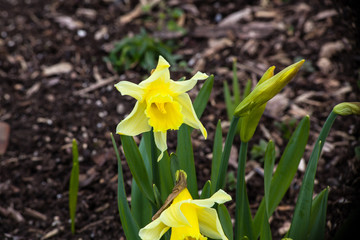 yellow daffodils in the garden