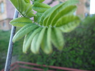 detail of green spring leaves texture