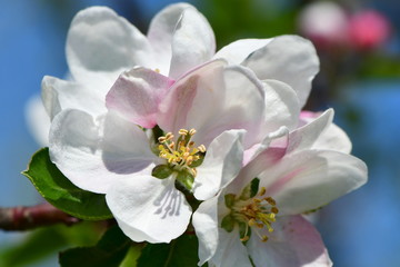 Fototapeta na wymiar beautiful flower of apple tree