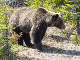Grizzly
