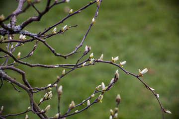 branch of tree in spring
