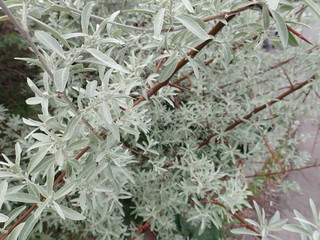 detail of green spring leaves texture