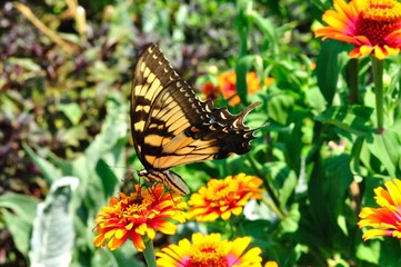 butterfly on a flower