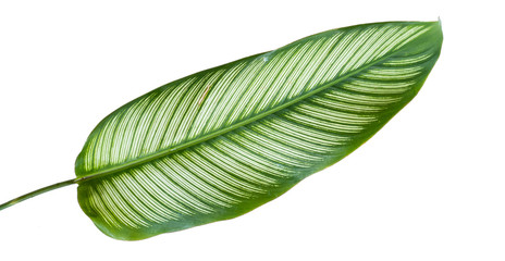 Exotic striped leaves Calathea Ornata Albolineata with a isolated background