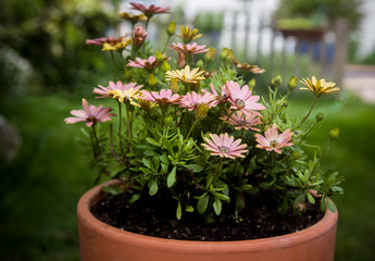 big clay pot with daisies on greenery garden