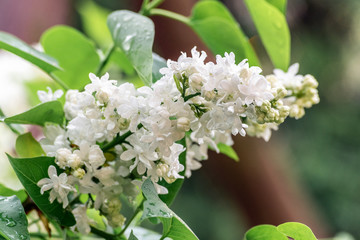 Fototapeta premium white lilac flower
