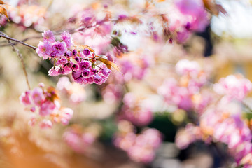Japanische Kirschblüte