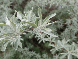 detail of green spring leaves texture