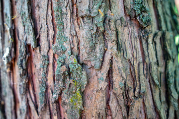 bark of a tree, spring, Croatia