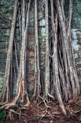 lianas climbing up a tree