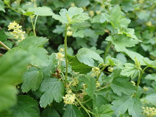 detail of green spring leaves texture