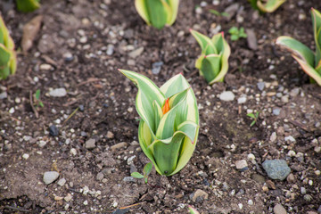 young plant in soil