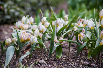 white flowers in the garden