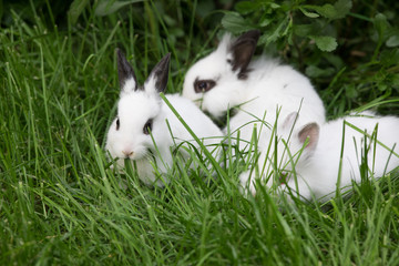 group white rabbit on lawn grass