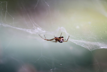 Eine Spinne im Netz hängend