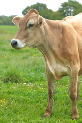 Portrait d'une vache
