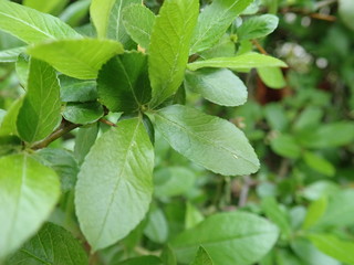 detail of green spring leaves texture