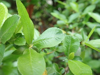 Fototapeta na wymiar detail of green spring leaves texture