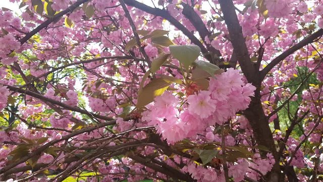Cherry blossom sakura (Prunus Cesacoides, Wild Himalayan Cherry) in springtime. Cherry blossom sakura (Prunus Cesacoides, Wild Himalayan Cherry) is very beautiful
