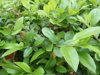 detail of green spring leaves texture