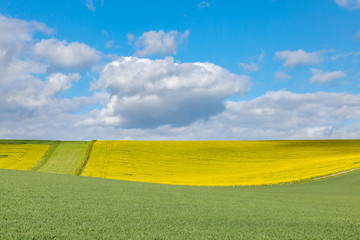 Crops growing on a Sussex farm in spring, on a sunny day