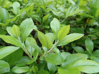 detail of green spring leaves texture