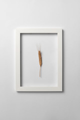 Plant frame with ripe wheat ear on a light background. Greeting card.