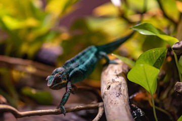 Little cute chameleon on a tree branch. Attentive chameleon sneaks on the branch. Turquoise red...
