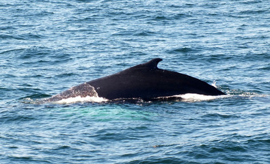 Obraz premium Buckelwal