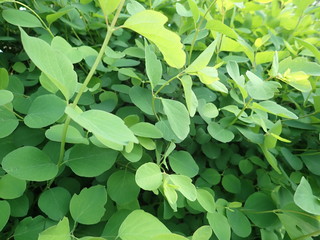 detail of green spring leaves texture