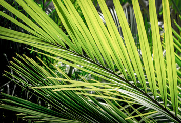 palm leaves