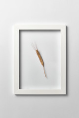 Organic natural ear of wheat in a frame on a light background.
