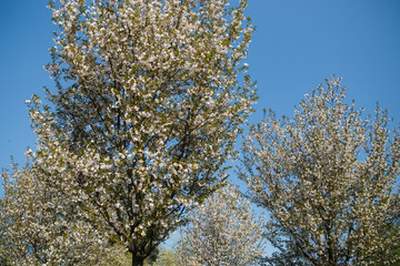 Obraz premium Colorful sakura cherry blossom in a park in Riga, Eastern European capital city of Latvia - Pink and magenta colors during a sunrise in the morning with blue sky