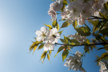 Honey bees collecting pollen and nectar as food for the entire colony, pollinating plants and flowers - Spring time to enjoy leisure free time in a park with blossoming sakura cherry trees
