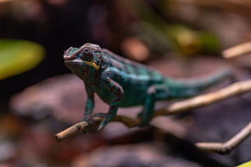 Little cute chameleon on a tree branch. Attentive chameleon sneaks on the branch. Turquoise red...