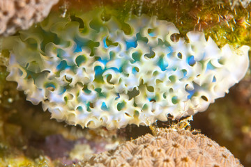 Lettuce Sea Slug (Elysia crispata), Caribbean Reef, Bonaire