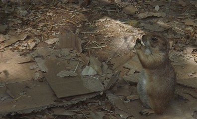 Prairie dog 
