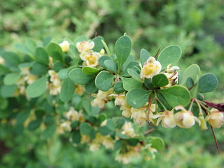 detail of green spring leaves texture