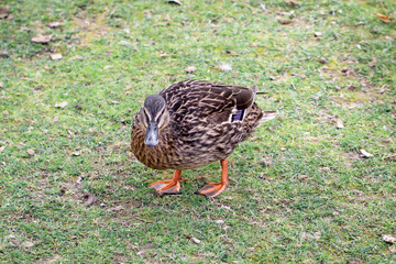 Portrait einer Stockente
