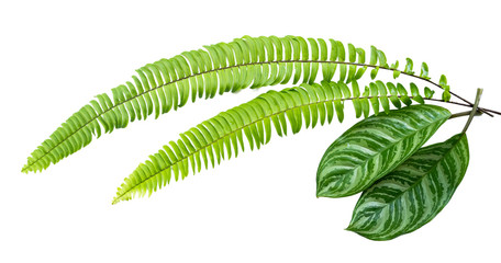 Two tropical green leaves of Aglaonema leaf and Nephrolepis exaltata leaf on isolated background