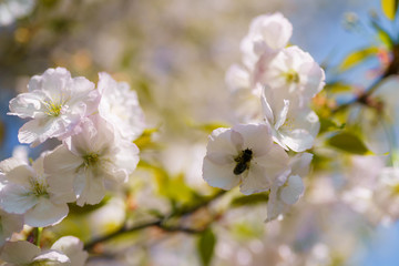 Honey bees collecting pollen and nectar as food for the entire colony, pollinating plants and flowers - Spring time to enjoy leisure free time in a park with blossoming sakura cherry trees