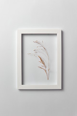 Decorative composition of seedhead plant in a rectangular frame on a light background.