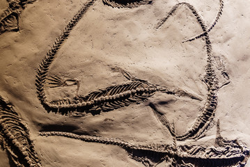 Fosil of several well preserved mesosaurus. © Road Red Runner