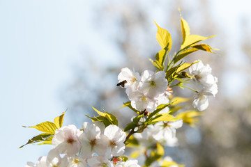 Honey bees collecting pollen and nectar as food for the entire colony, pollinating plants and flowers - Spring time to enjoy leisure free time in a park with blossoming sakura cherry trees