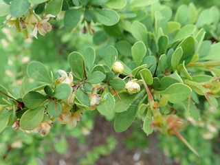 detail of green spring leaves texture