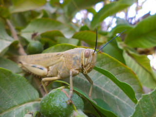 locust grasshopper on plant leaf outdoor insect animal