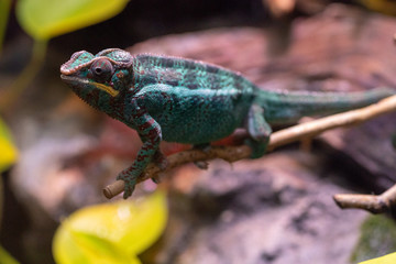 Little cute chameleon on a tree branch. Attentive chameleon sneaks on the branch. Turquoise red...