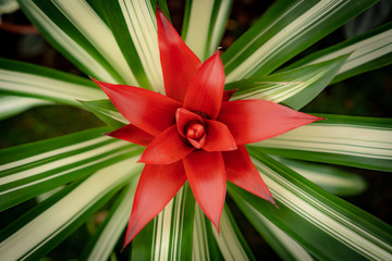 Guzmania