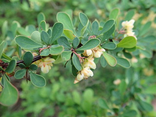 detail of green spring leaves texture