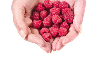 woman hands holding raspberries top view cut out